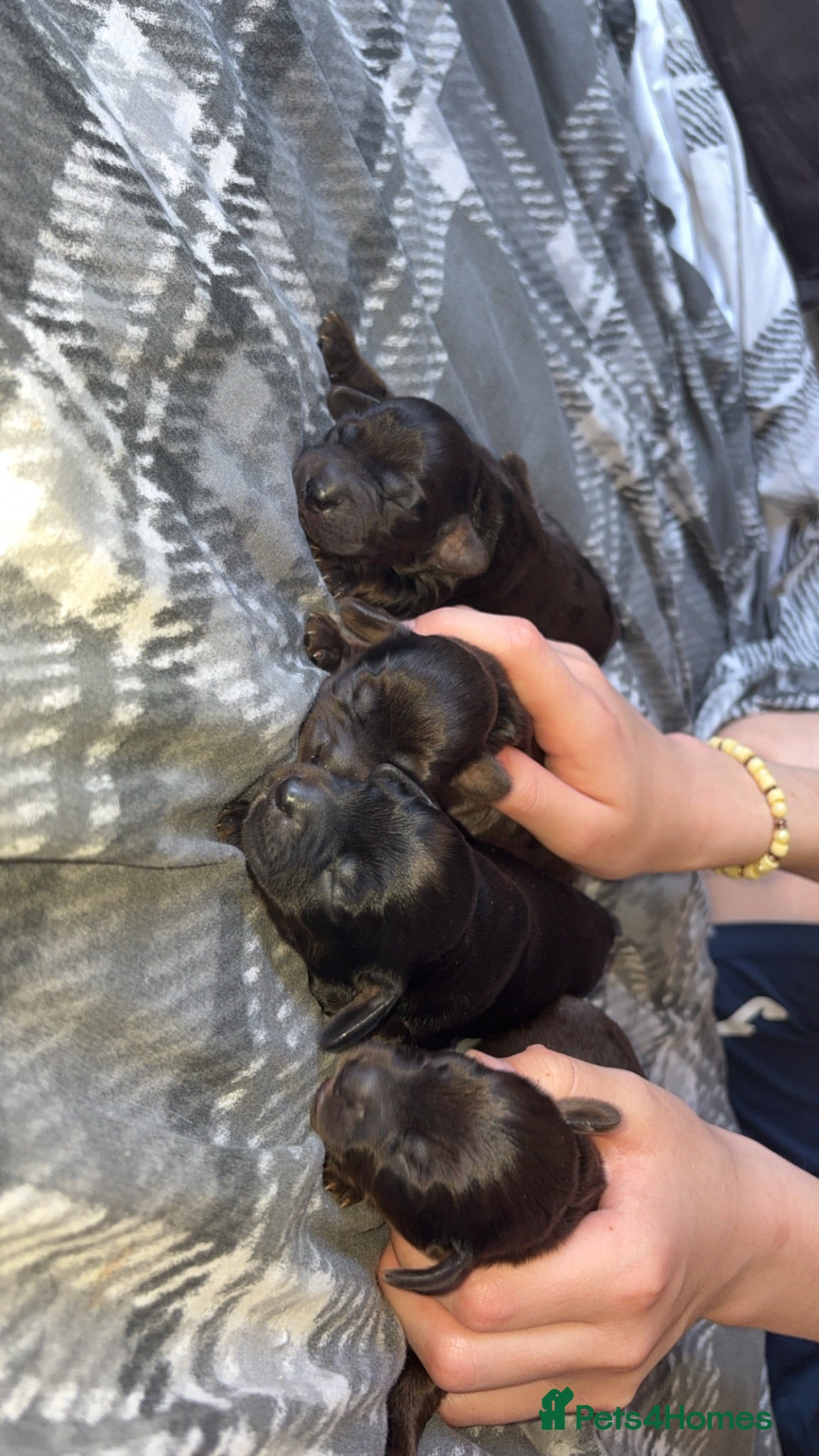 Cocker Spaniel dogs Cocker spaniel pups - Advert 2