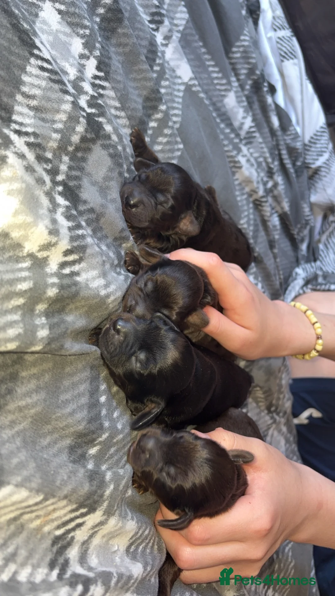 Cocker Spaniel dogs for sale: Cocker spaniel pups in Harlow - Advert 1