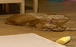 Maine Coon cats for sale: Gato needs a new home  - Image 4