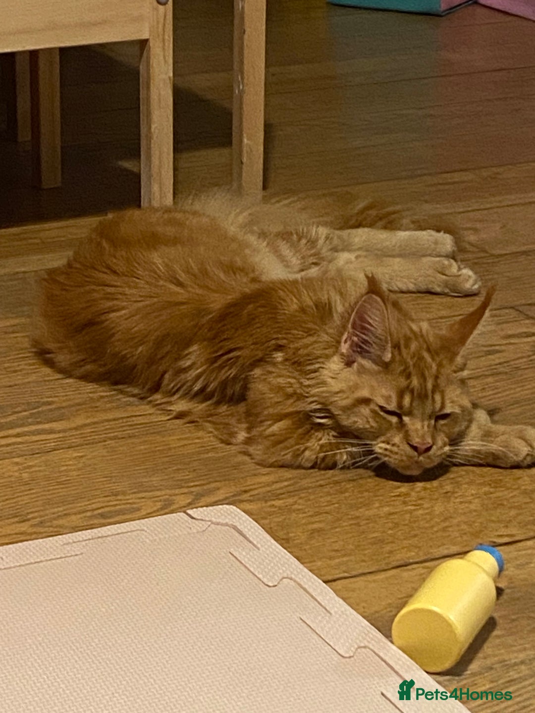 Maine Coon cats for sale: Gato needs a new home  - Image 4