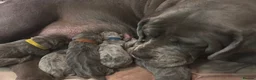 Cane Corso dogs for sale: Cane Corso puppies - Advert 27