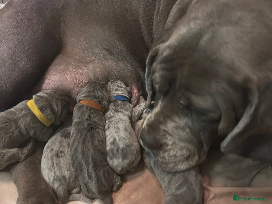 Cane Corso dogs for sale: Cane Corso puppies - Advert 27