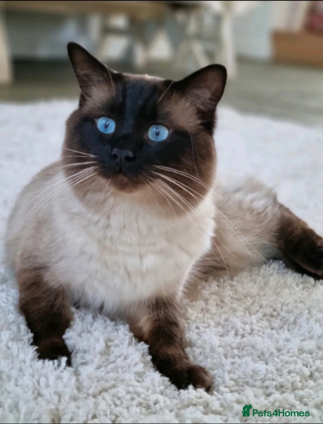 Ragdoll cats for sale: Quality Ragdoll Kittens - Advert 10