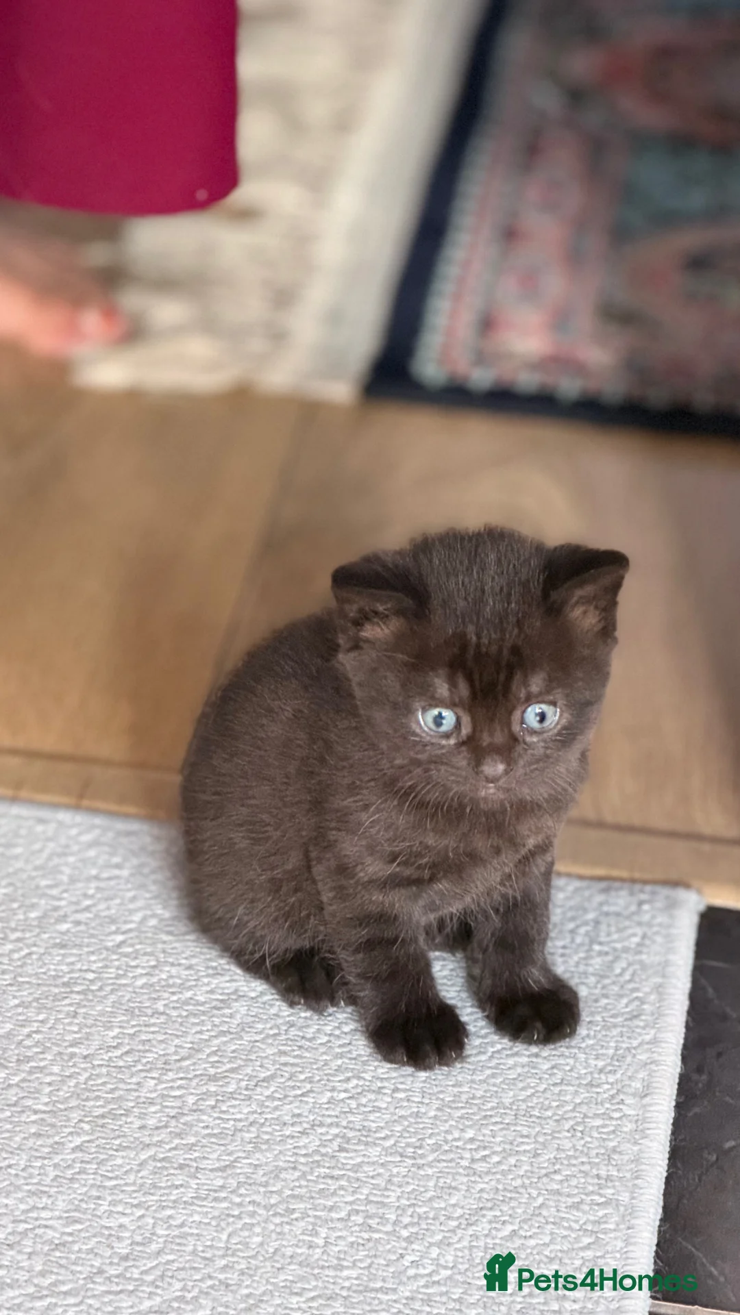 Scottish Fold cats for sale: Panther- like Kitten  - Advert 2