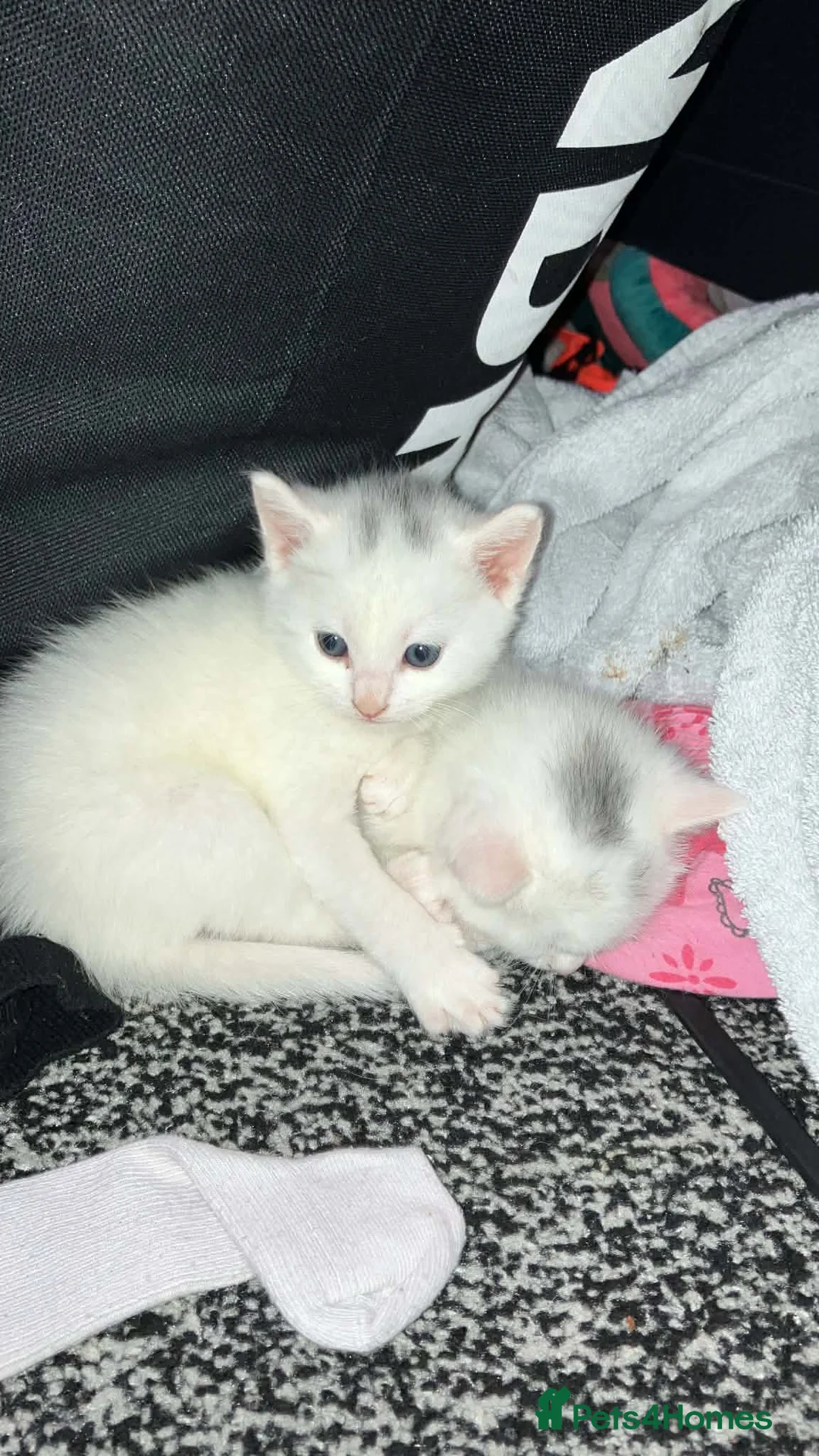 Turkish Angora cats for sale: Turkish Angora Kittens For Sale in Blackpool - Advert 2
