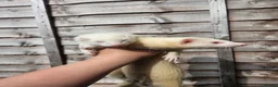 Ferret rodents for sale: 2 albino jills  - Advert 20