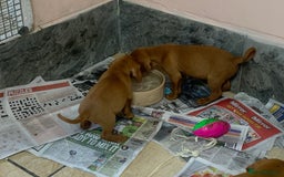 Hungarian Vizsla dogs for sale: Stunning Hungarian Vizsla Puppies  - Image 9