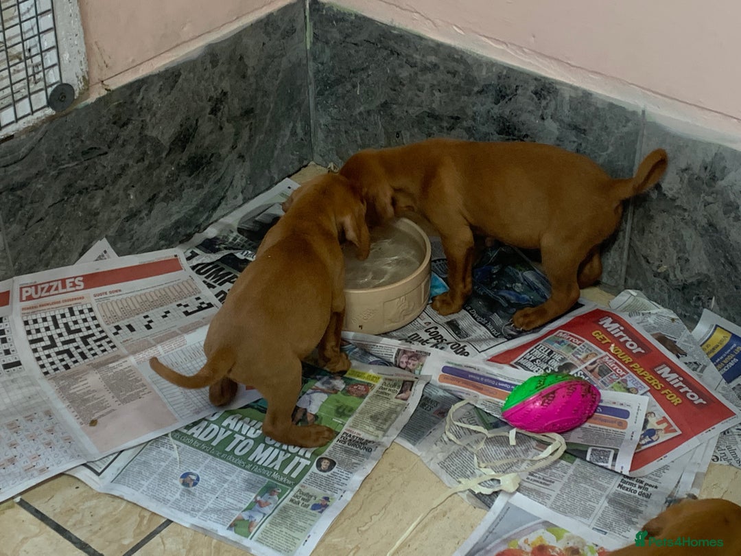 Hungarian Vizsla dogs for sale: Stunning Hungarian Vizsla Puppies  - Image 9