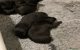 Labrador Retriever dogs for sale: 9 KC Black Lab Pups  - Image 15