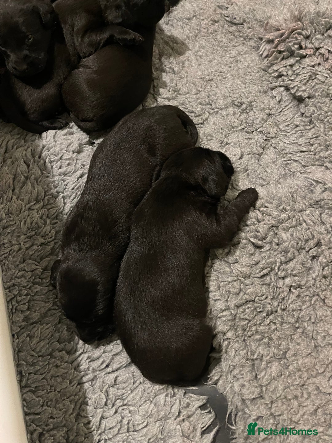 Labrador Retriever dogs for sale: 9 KC Black Lab Pups  - Image 15
