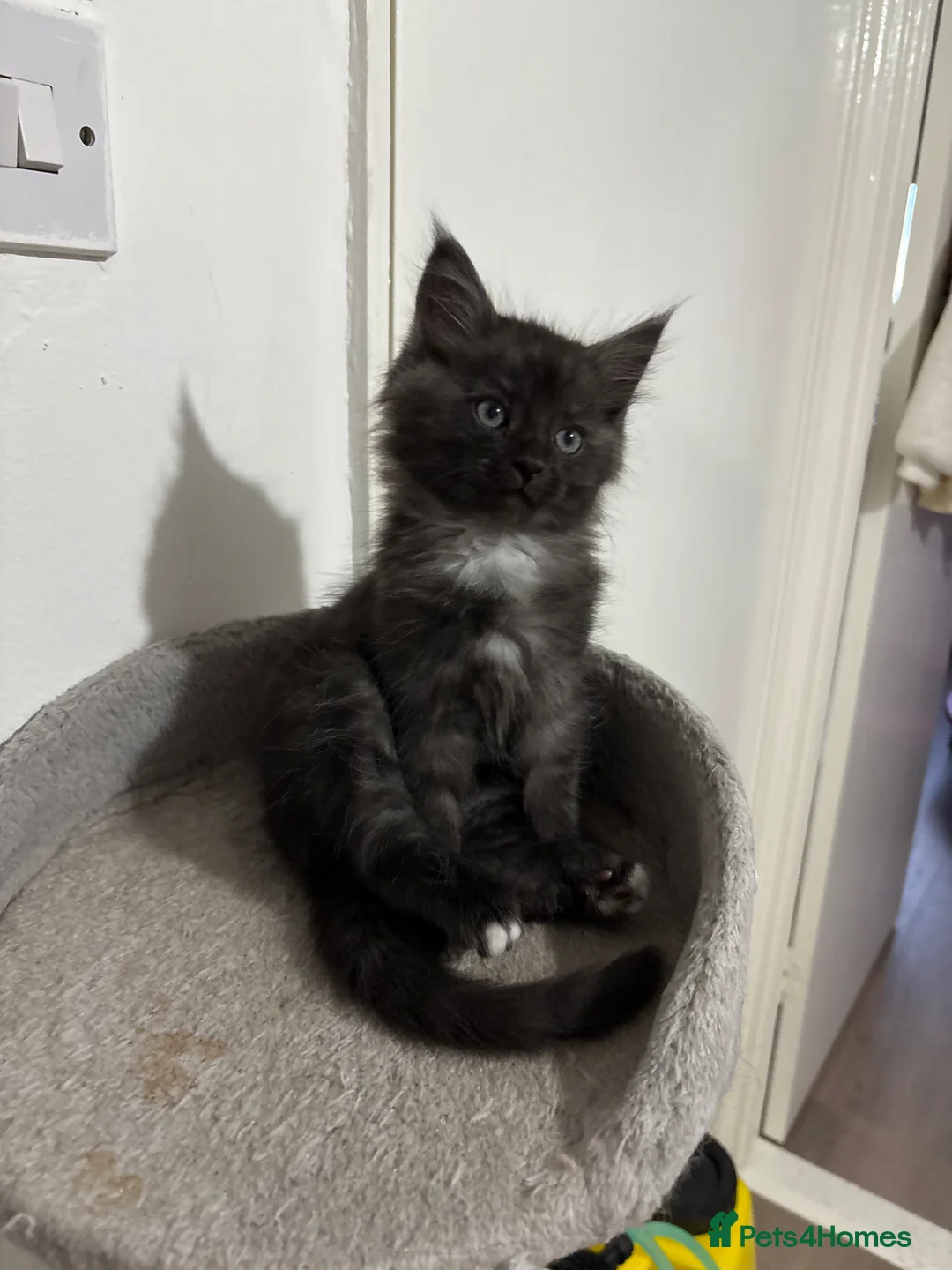 Maine Coon cats for sale: Mainecoon cross kittens ready now  in Edinburgh - Advert 2