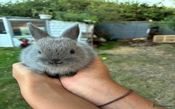 Netherland Dwarf rabbits for sale: Gorgeous Netherland dwarf bunnies  - Image 10