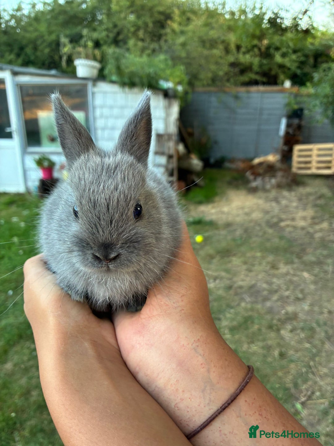 Netherland Dwarf rabbits for sale: Gorgeous Netherland dwarf bunnies  - Image 10
