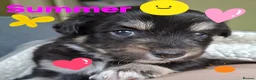 Mixed Breed dogs for sale: Chihuahua border colloie cross  in Saltash - Advert 2