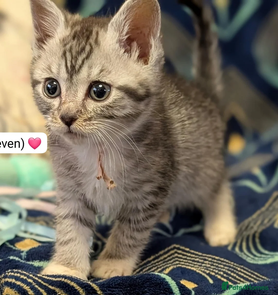 Maine Coon cats for sale: Maine Coon Cross Kittens - Advert 35