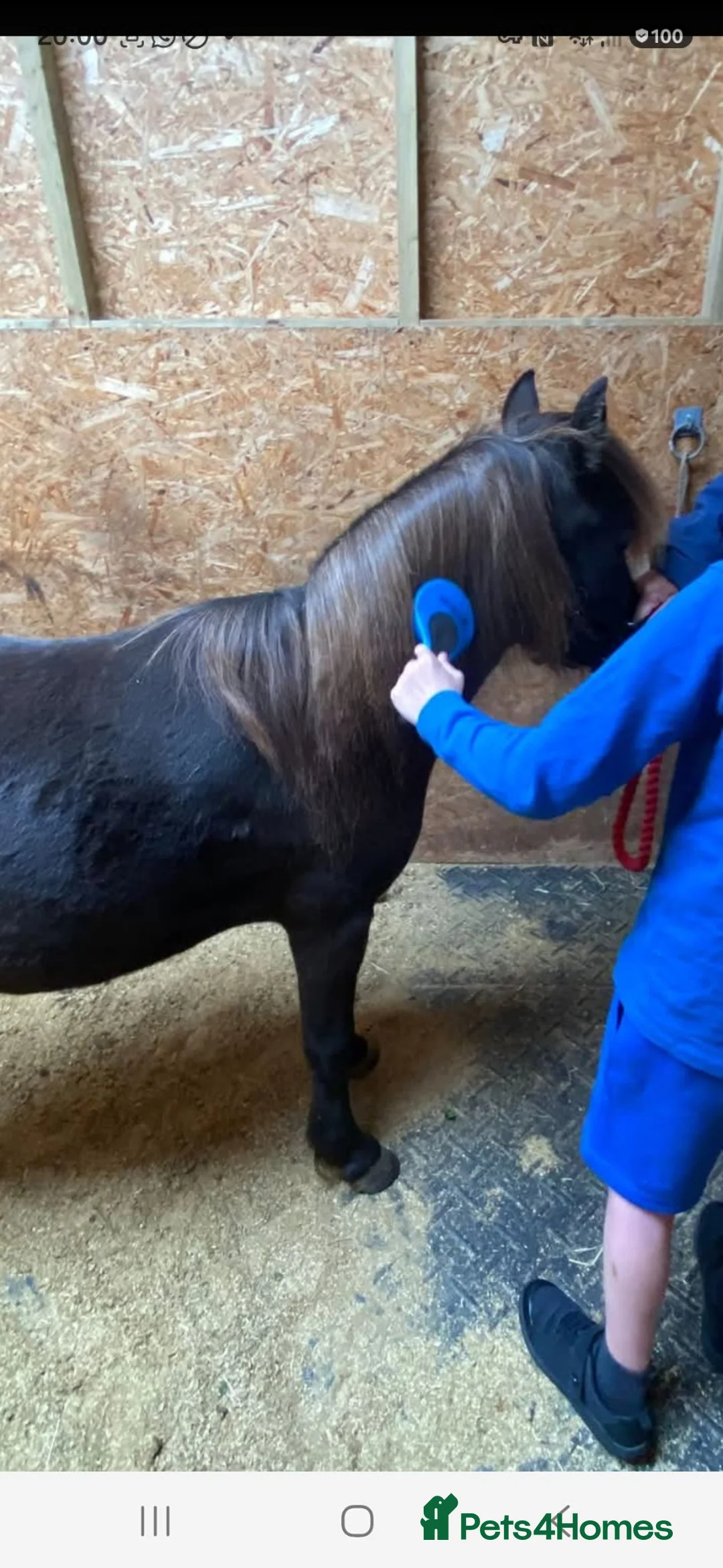 Miniature horses for sale: Therapy pony american minature  in Broxburn - Advert 5