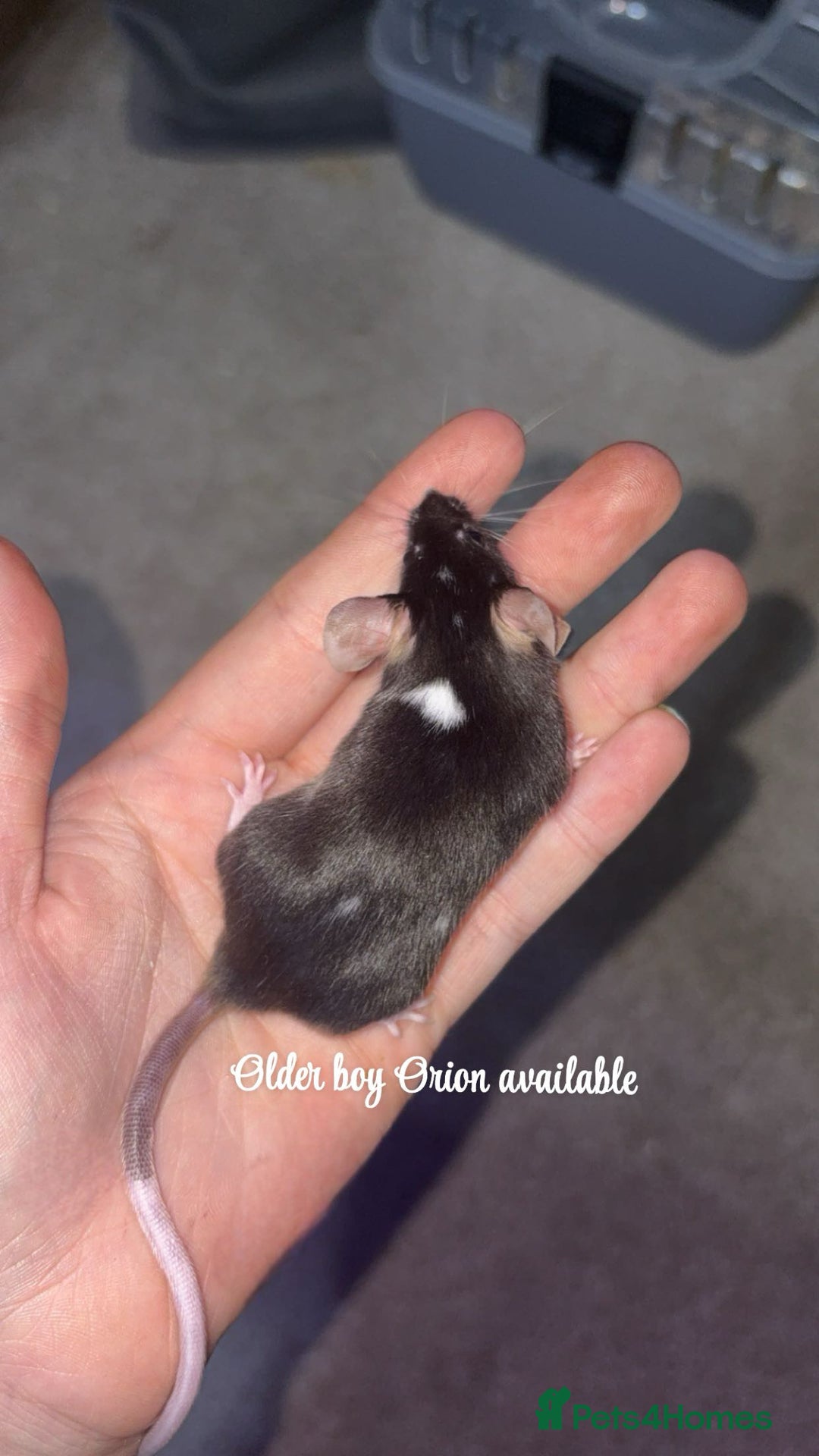 Mouse rodents for sale: Baby mice males and females  in Honiton - Image 6