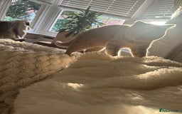 British Shorthair cats for sale: Beautiful lilac shorthair boy  - Image 2