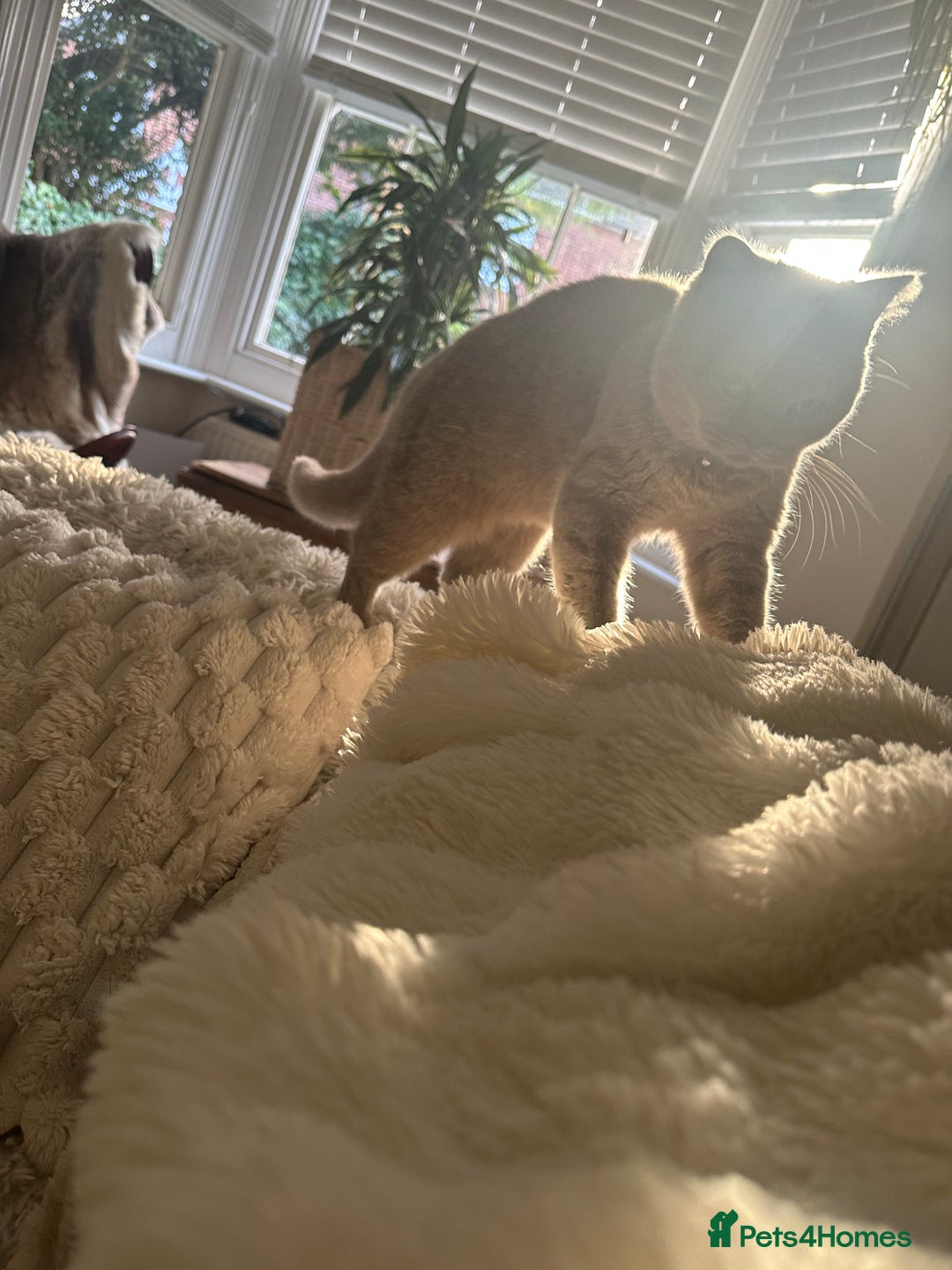 British Shorthair cats for sale: Beautiful lilac shorthair boy  - Image 2