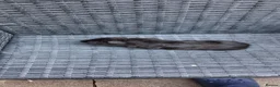 Guinea Pig rodents for sale: Baby boy guinea pigs ready to leave  - Advert 12