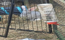 Flemish rabbits for sale: Pure flemish  - Image 3