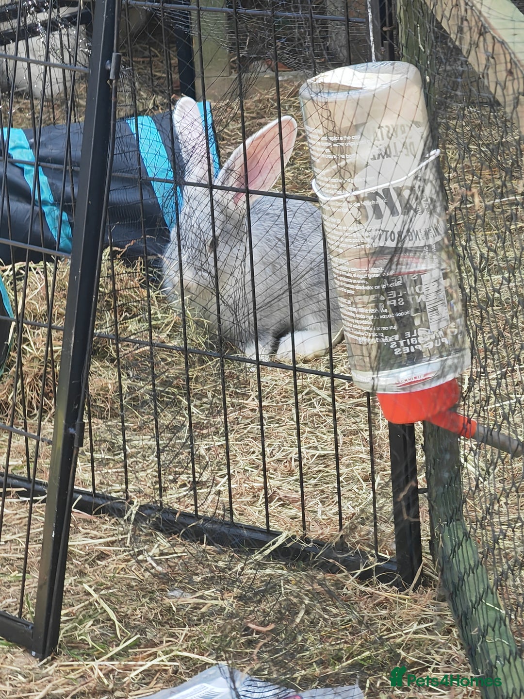 Flemish rabbits for sale: Pure flemish  - Image 3