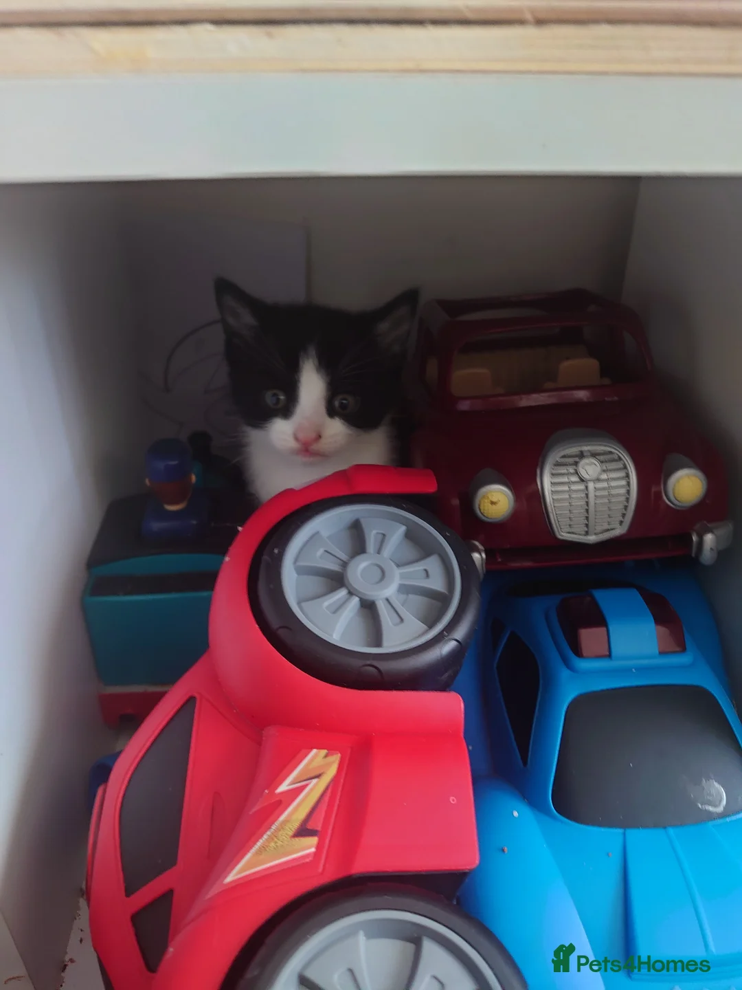 Mixed Breed cats for sale: 2 black and white kittens for sale  in Warrington - Advert 1
