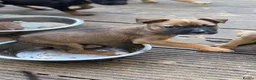 Mixed Breed dogs for sale: German Shepherd mix puppies  in Swansea - Advert 24