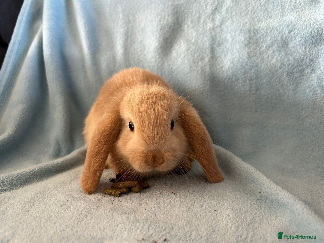 Mini Lop rabbits for sale: Pure Breed Mini Lop baby bunnies ready 1st Aug - Image 27
