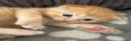 Mixed Breed cats for sale: 3 Beautiful Kittens in Mansfield  - Advert 6