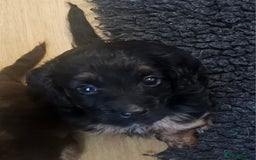 Cockapoo dogs for sale: The best cockapoos - Image 2