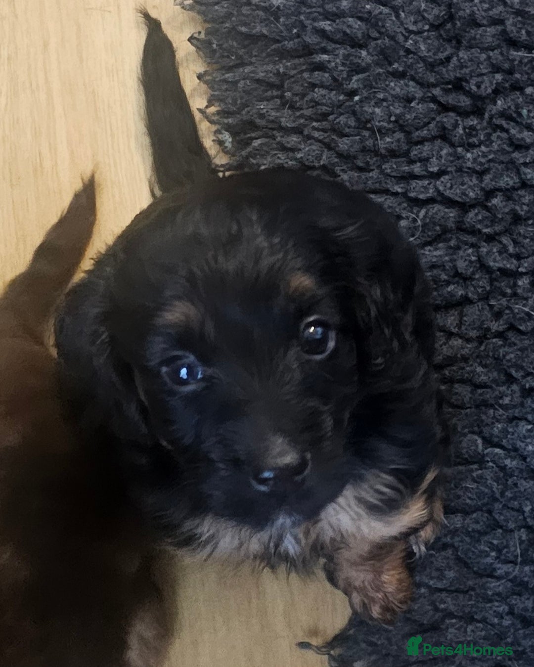 Cockapoo dogs for sale: The best cockapoos - Image 2
