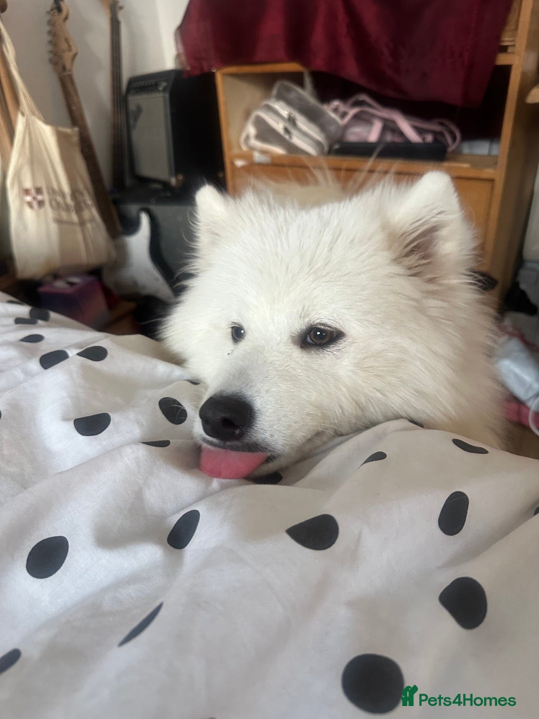 Samoyed dogs for sale: URGENT: 1-Year-Old Dog Needs Home in 7 Days - Advert 4
