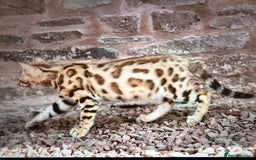 Bengal cats for sale: Show quality Bengal kittens available  - Image 28