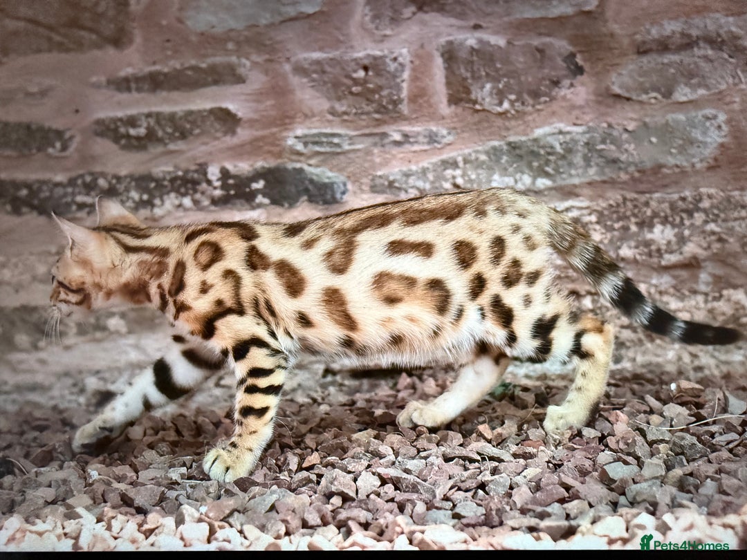 Bengal cats for sale: Show quality Bengal kittens available  - Image 28
