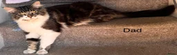 Mixed Breed cats for sale: BSH x Maine coon kittens (various prices) - Advert 20