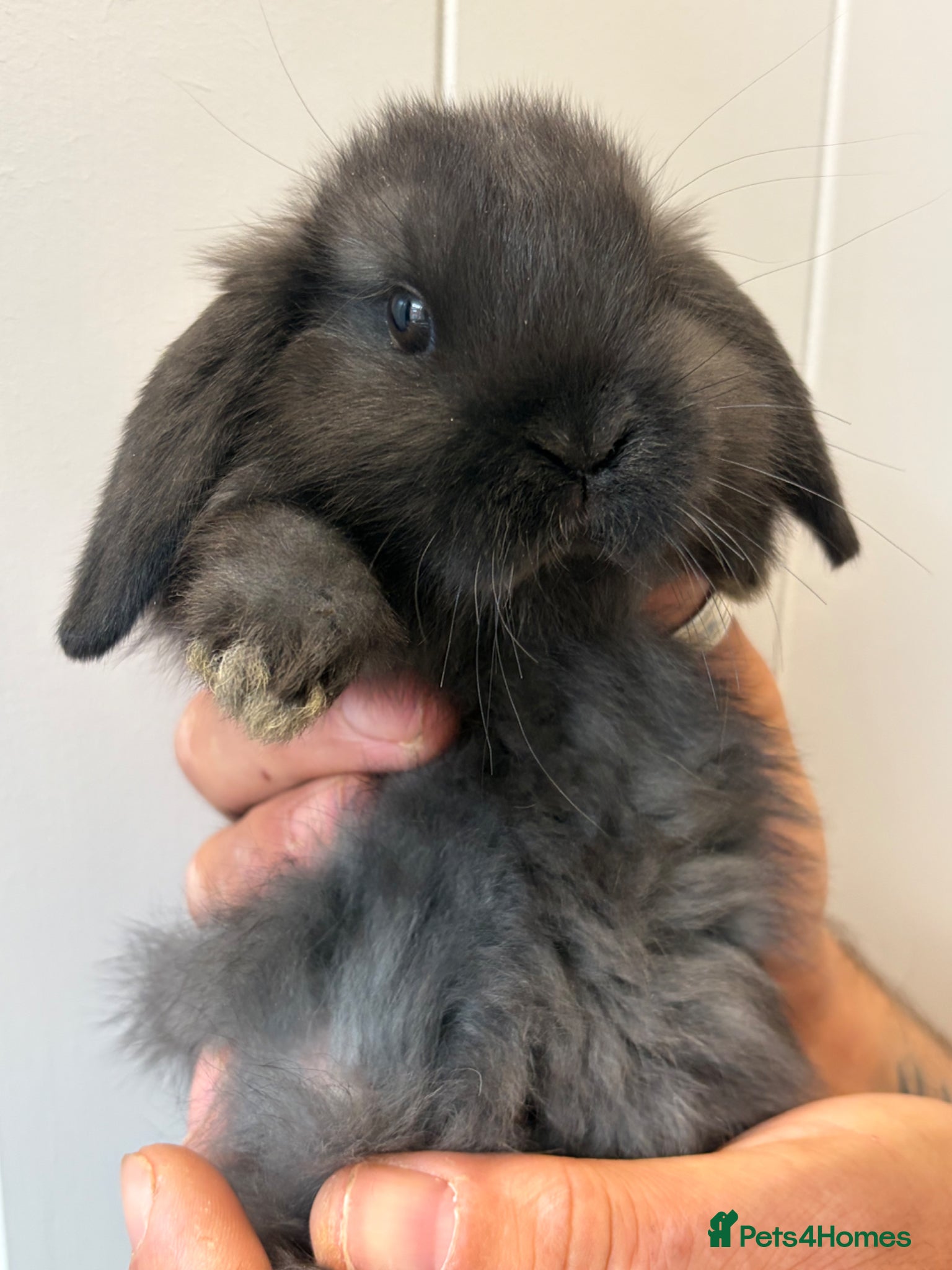 Mini Lop rabbits X 5 black beautiful fluffy mini lops  - Advert 12