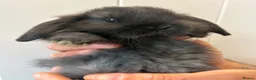 Mini Lop rabbits for sale: X 5 black beautiful fluffy mini lops  - Advert 2