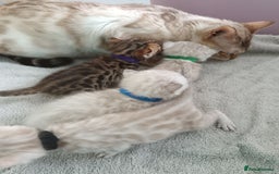 Bengal cats for sale: Tica RG pure bengals  - Image 9