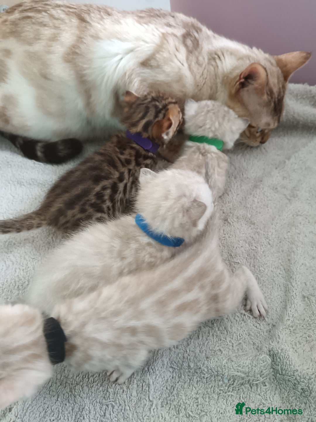 Bengal cats for sale: Tica RG pure bengals  - Image 9