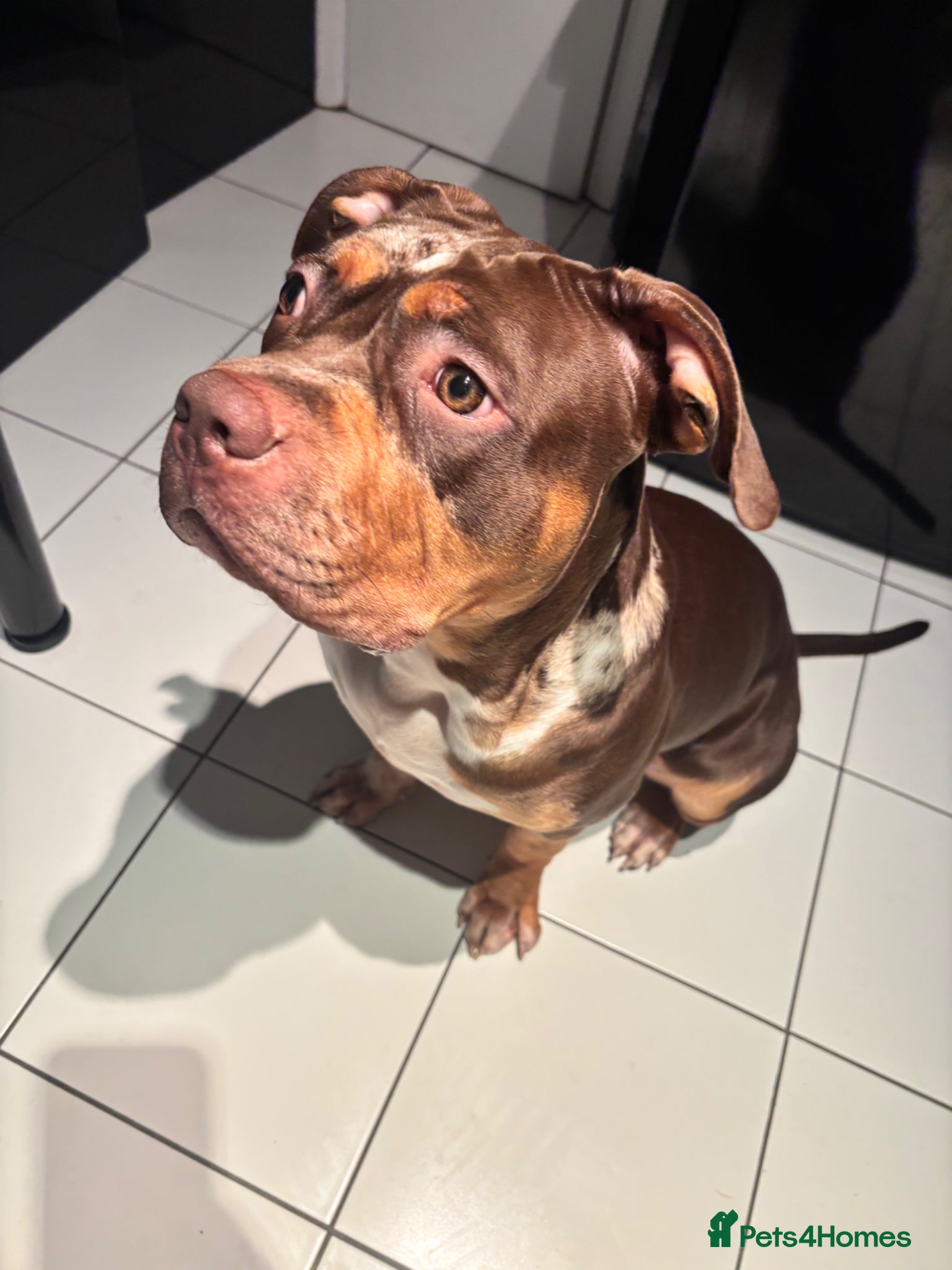 American Bully dogs 8 month old standard American bully. Female  - Advert 2