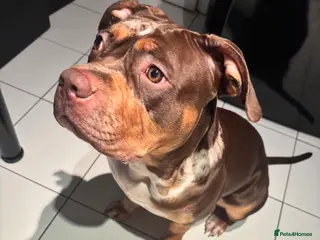 American Bully dogs 8 month old standard American bully. Female - Advert 1