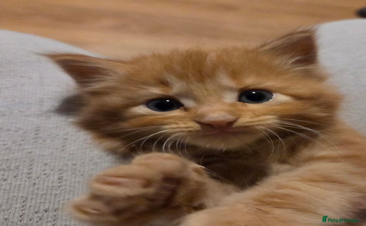 Maine Coon cats Fluffy ginger and cream maine coon cross kittens - Advert 13