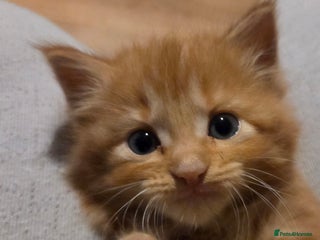 Maine Coon cats Fluffy ginger and cream maine coon cross kittens - Advert 4