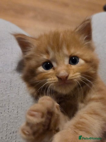 Maine Coon cats Fluffy ginger and cream maine coon cross kittens - Advert 2