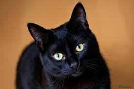 Airedale Terrier dogs Airedale - Advert 2