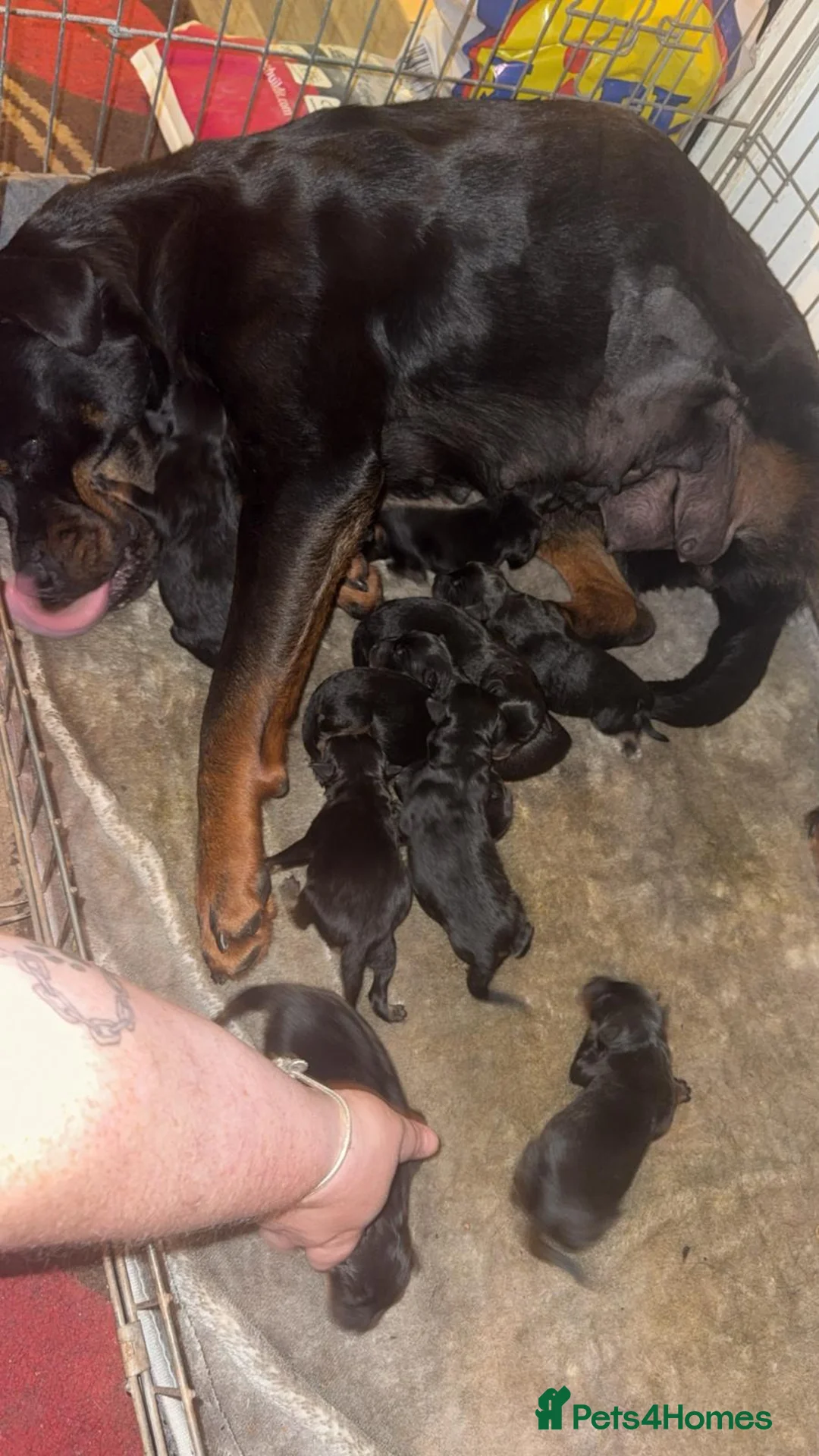 Rottweiler dogs for sale: 1 beautiful healthy Rottweiler pup - Advert 1
