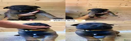 Belgian Shepherd Dog dogs for sale:  BELGIAN MALINOIS PUPPIES AVAILABLE - Advert 7