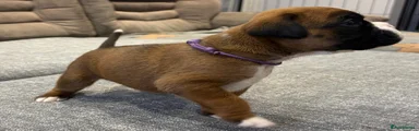 Boxer Puppy 6