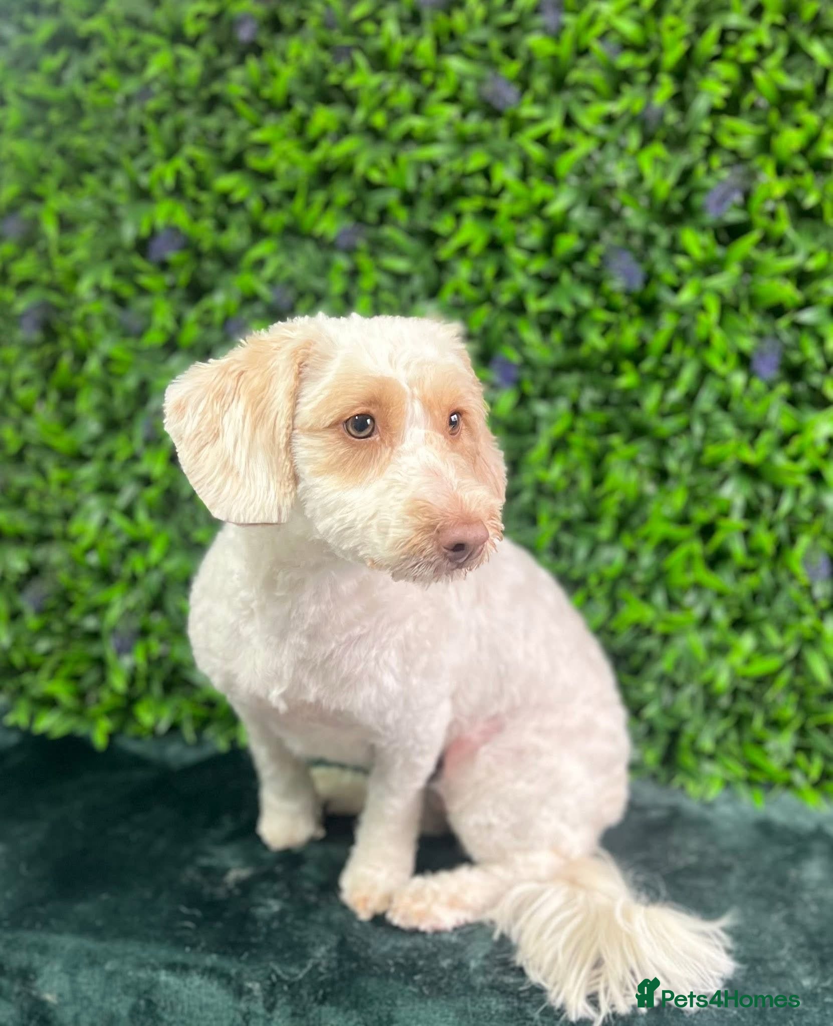 Cockapoo dogs Cockapoo Girl For Sale - Please Read Full Advert - Advert 2